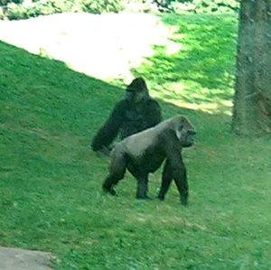 Meet your Posher, Jake pak